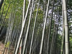 -南京市无想山景区