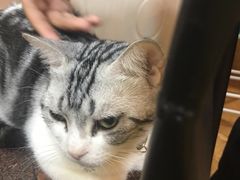 -李小姐の猫咖啡馆(五角场店)