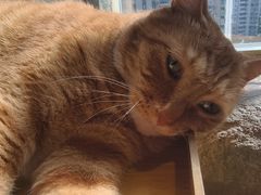 -猫猫幼稚园·撸猫·桌游·电玩