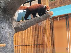 -石家庄市动物园