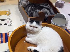 -藏猫猫咖啡主题馆(中央大道店)