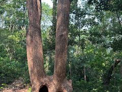 -上海佘山国家森林公园天马山园