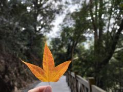 -广州市流溪河国家森林公园