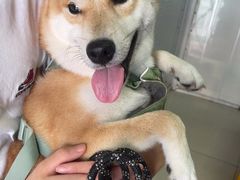 -瑞派福兴宠物医院犬猫全科·骨科·中西医结合(河东店)