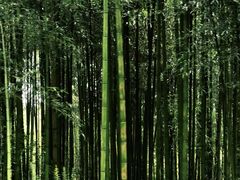 -黄海国家森林公园