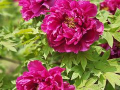 -国家植物园南园