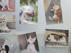 -爱妮康宠物医院·干细胞免疫细胞·肿瘤·心脏(张江店)