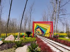 -合肥滨湖国家森林公园