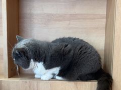 -是阿柴呀！柴犬咖啡·爱喵喵猫咖