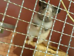 为了食物摆出各种pose的小龙猫-藦茜花园宠物主题亲子互动体验馆(国顺东路店)