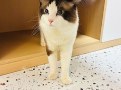 -瑞派康怡24h宠物医院·犬猫医疗中心·微创绝育(瑞景分院)
