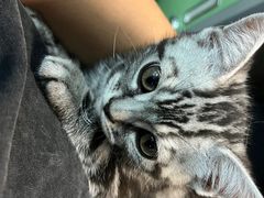 -喵zoo家庭繁育猫舍(尖东智能花园店)