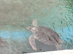 -广东惠东海龟国家级自然保护区