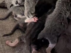 -莱姆星桌游·拼豆·团建