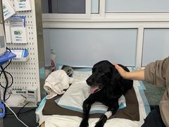 -爱侣宠医·鹦鹉专科·小型哺乳类·异宠专科(灵石路店)