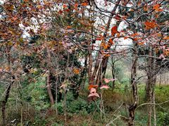 -南宁良凤江国家森林公园