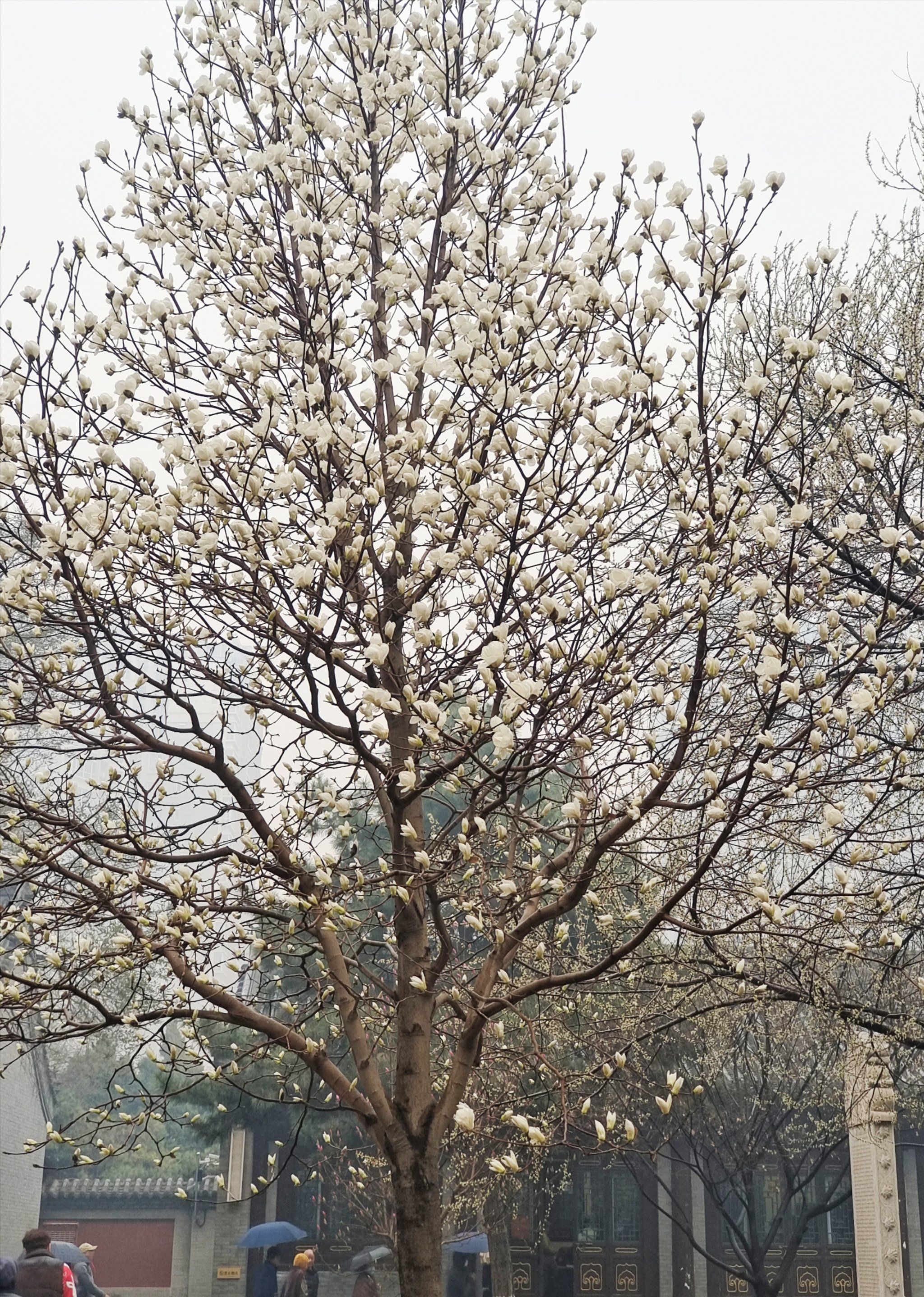 天天领红包 #寻春挑战赛 #北塔寺 #沈阳北塔公园 #玉兰花