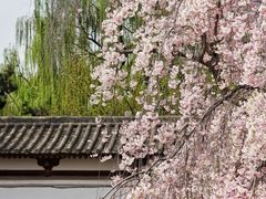 -西安青龙寺遗址景区