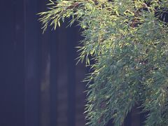-大唐贡茶院