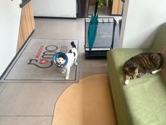 -御宝贝·A梦猫科宠物医院(国际猫友好医院)