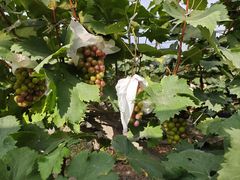 -马陆小张葡萄园农家乐