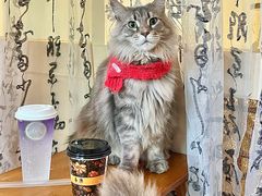 -楼上猫咖(罗湖店)