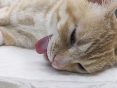 -瑞派康怡24h宠物医院·犬猫医疗中心·微创绝育(瑞景分院)