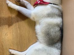 -Husky Go! 哈士奇体验馆·宠物咖啡厅狗咖