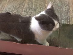 -猫咪博物馆(顶澳仔猫街店)