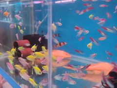 -双季花艺园艺市场(浦东店)