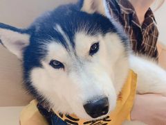 -Husky Go! 哈士奇体验馆·宠物咖啡厅狗咖