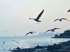 -深圳湾公园(南山区)