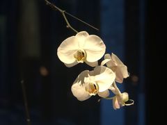景观位-京兆尹(雍和宫店)