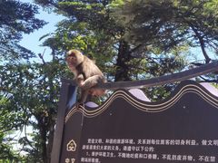 -峨眉山风景名胜区