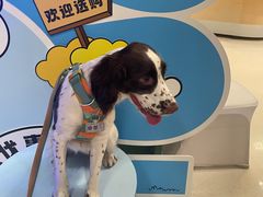 -帕帕拉兹宠物(亚洲旗舰店)