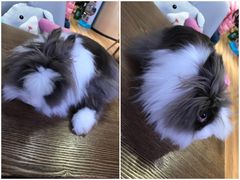 -藦茜花园宠物主题亲子互动体验馆(国顺东路店)