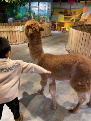 -哈尼鹿儿童乐园(兰州东瓯店)