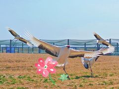 -盐城丹顶鹤湿地生态旅游区