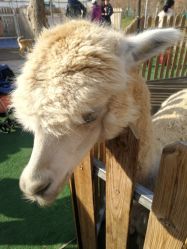 -萌宠亲子动物乐园(槐房万达店)