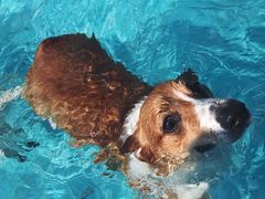 -趣玩宠物乐园寄养训犬训狗游泳池