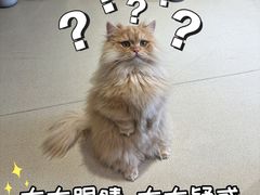 -藏猫猫咖啡主题馆(中央大道店)