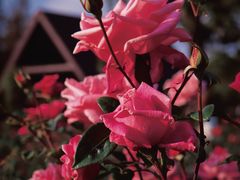 -上海滨江森林公园