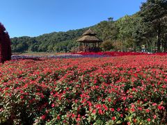 -广州市石门国家森林公园