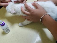 -乖乖宠物医院·猫科·急重症中心(车站北路分院)