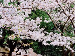 -武汉大学-樱园