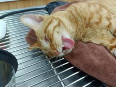 -瑞鹏宠物医院·夜间急症·心超·猫科(祖庙分店)