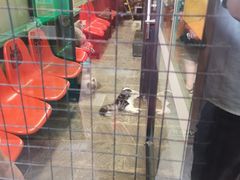 -猫咪博物馆(顶澳仔猫街店)