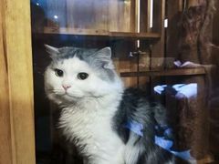 -Mr.Fox狐狸先生超级密室(南山店)