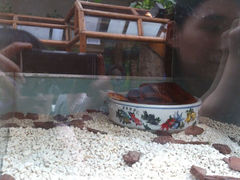 android_upload_pic-上海大自然野生昆虫馆