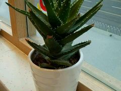 -德克士(通灌北路店)